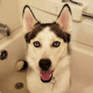 Meet your Posher, Sofia